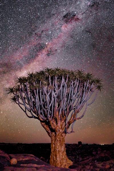 沙漠中的树
